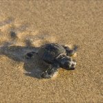 tortuguero baby schildpad